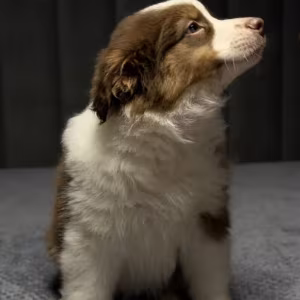 Two handsome Australian Shepherd boys for sale in New York, NY