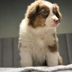 Two handsome Australian Shepherd boys for sale in New York, NY