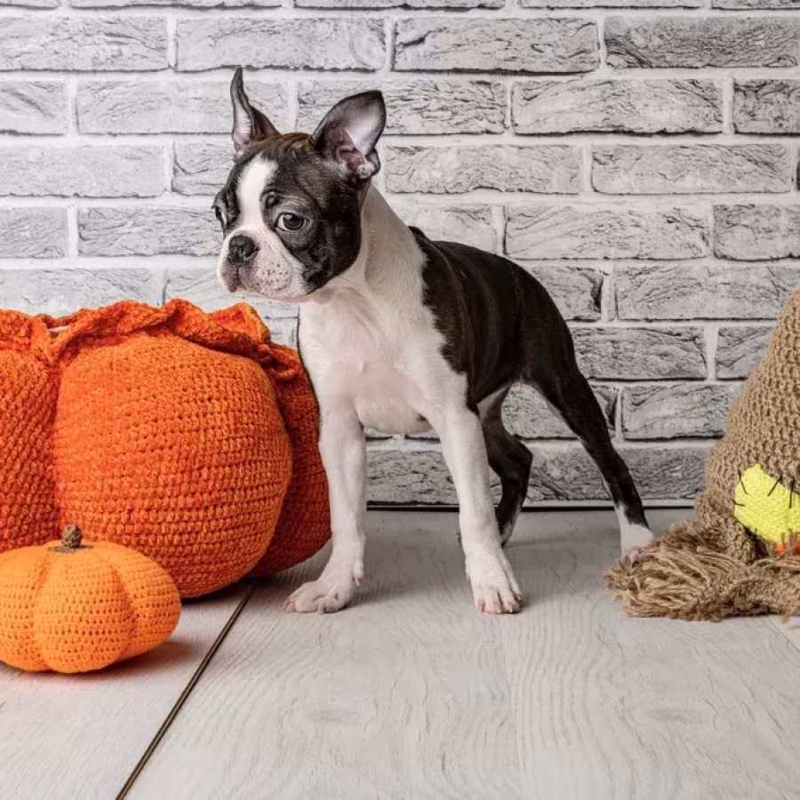 Boston terrier puppies, 8 weeks old, St. Paul, Minnesota.