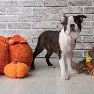 Boston terrier puppies, 8 weeks old, St. Paul, Minnesota.