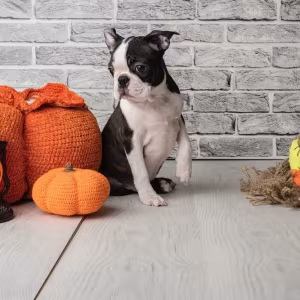 Boston terrier puppies, 8 weeks old, St. Paul, Minnesota.
