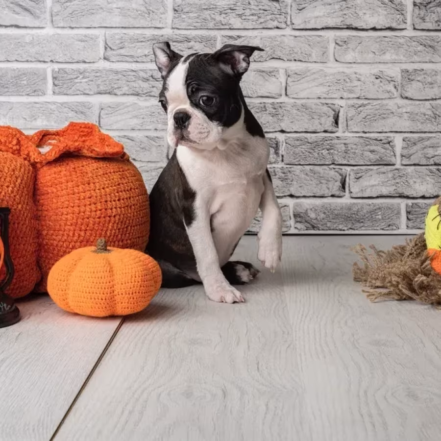Boston terrier puppies, 8 weeks old, St. Paul, Minnesota.