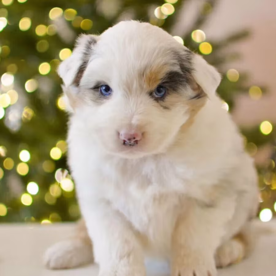 Beautiful Australian Shepherd girl looking for a home in Houston, TX