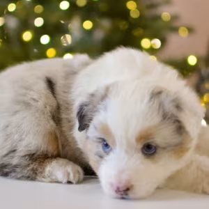 Beautiful Australian Shepherd girl looking for a home in Houston, TX