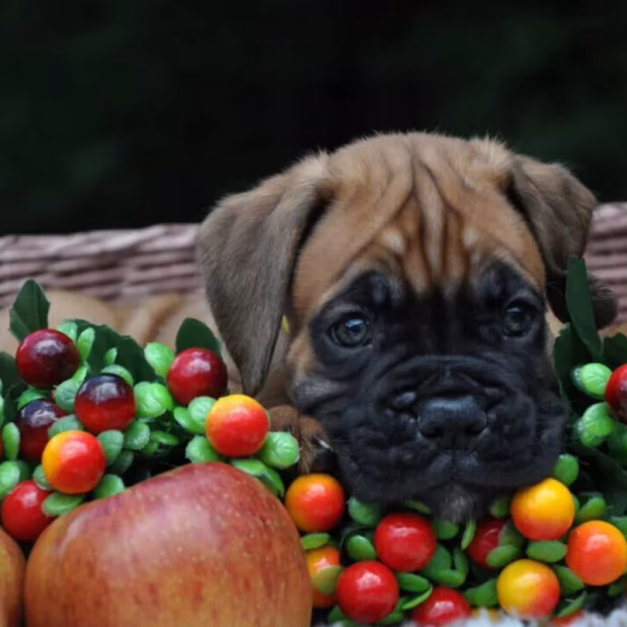 Boxer puppy for sale in Austin, TX