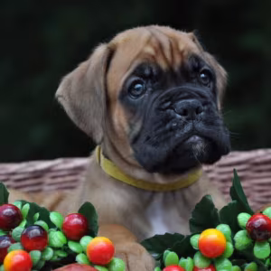 Boxer puppy for sale in Austin, TX