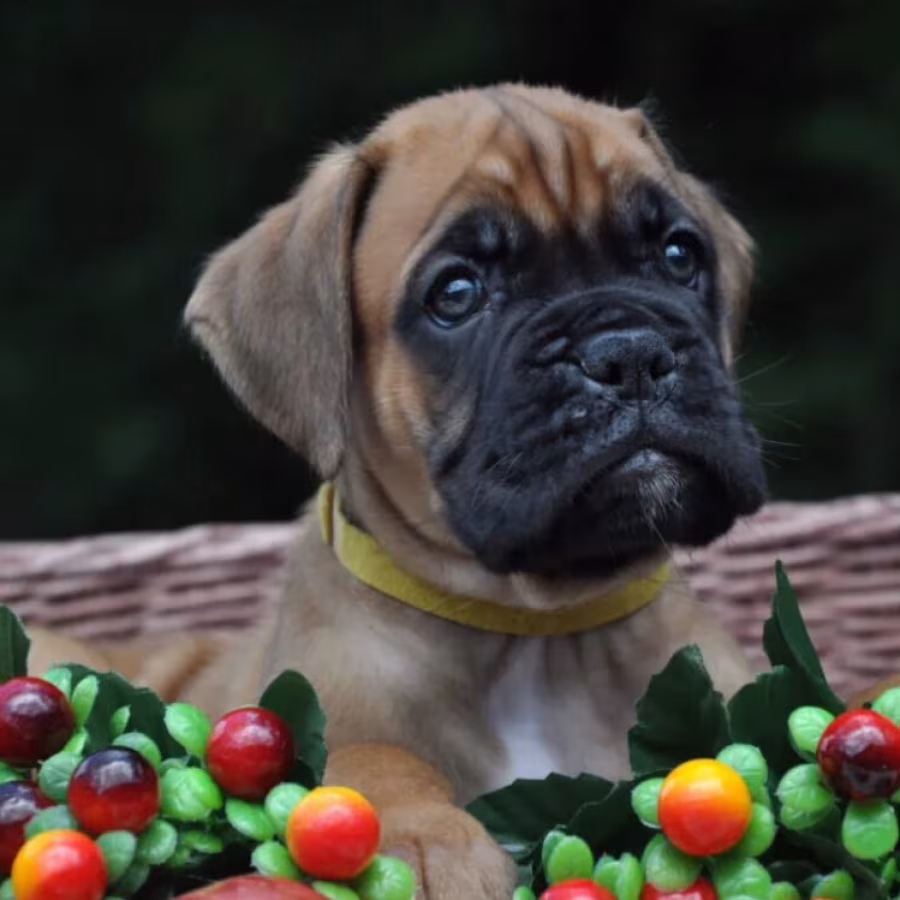 Boxer puppy for sale in Austin, TX