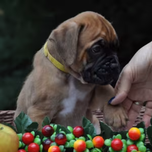 Boxer puppy for sale in Austin, TX