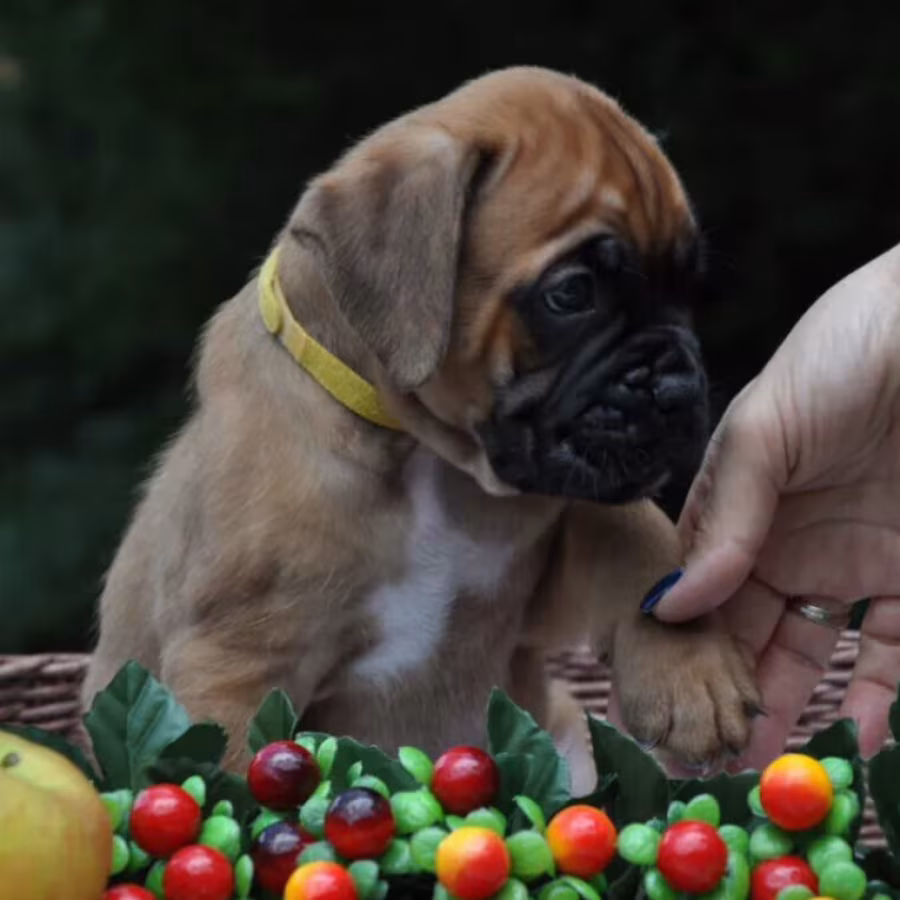 Boxer puppy for sale in Austin, TX