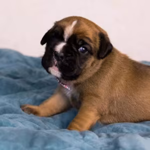 Male and female German Boxer puppies for sale in San Diego, CA