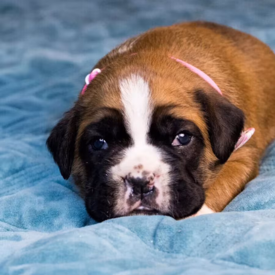 Male and female German Boxer puppies for sale in San Diego, CA