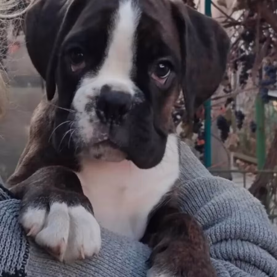Boxer puppies looking for a family in Queens, NY