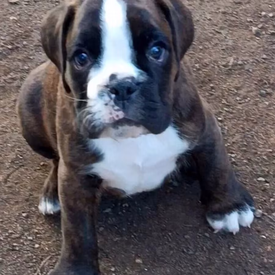 Boxer puppies looking for a family in Queens, NY