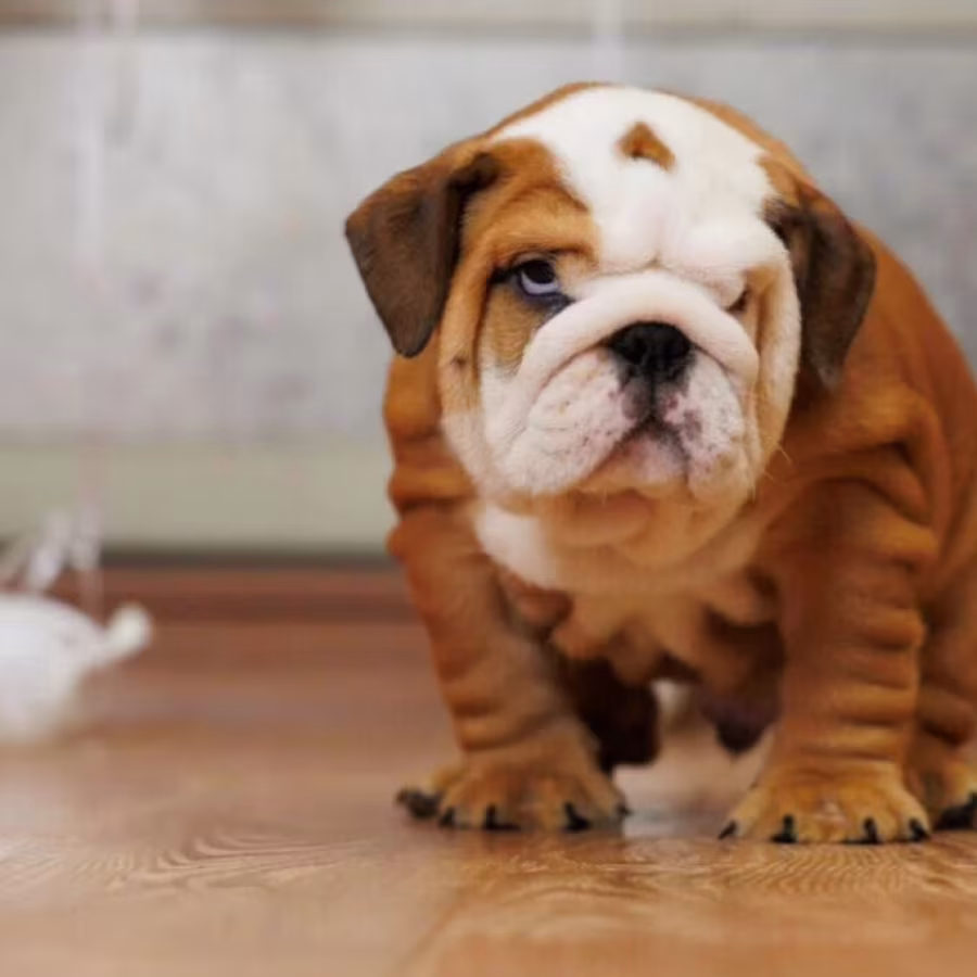 Two male English Bulldogs looking for a home in Manhattan, NY