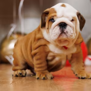 Two male English Bulldogs looking for a home in Manhattan, NY