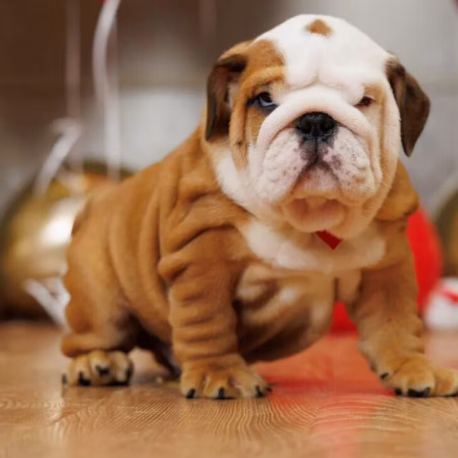 Two male English Bulldogs looking for a home in Manhattan, NY