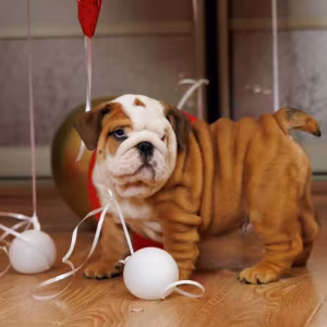 Two male English Bulldogs looking for a home in Manhattan, NY