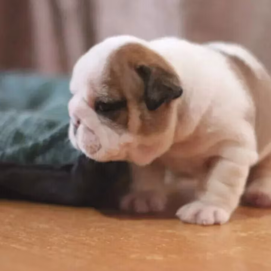 Strong and adorable English Bulldog puppies in Brandon, FL