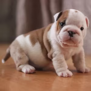 Strong and adorable English Bulldog puppies in Brandon, FL