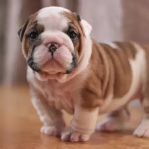 Strong and adorable English Bulldog puppies in Brandon, FL