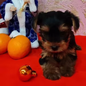 Yorkshire Terrier puppies for sale in Redford, MI