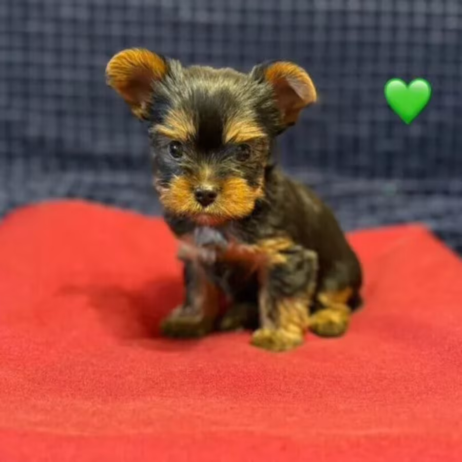 Yorkshire Terrier girls looking for owners in Philadelphia, PA