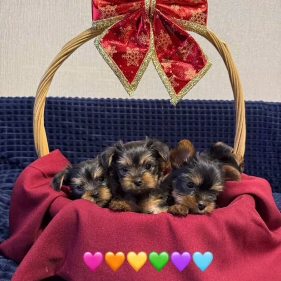 Yorkshire Terrier girls looking for owners in Philadelphia, PA