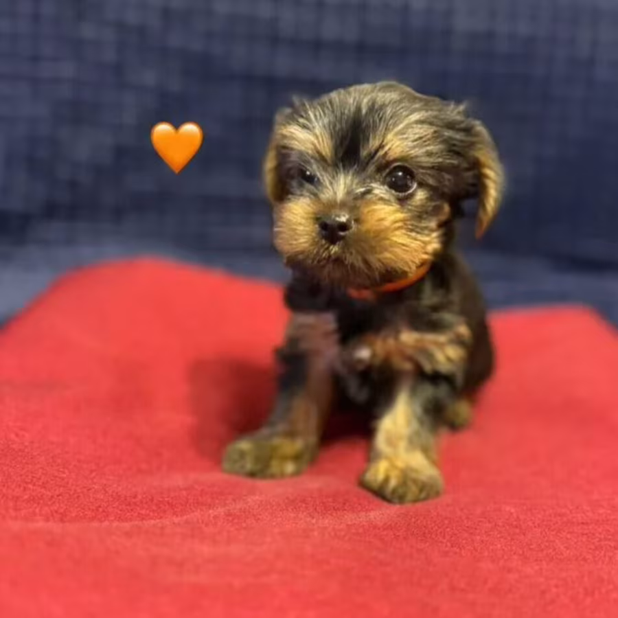 Yorkshire Terrier girls looking for owners in Philadelphia, PA