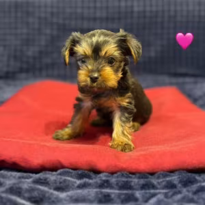 Yorkshire Terrier girls looking for owners in Philadelphia, PA