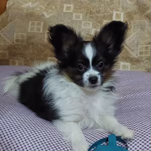 Papillon puppies for sale in Las Vegas, NV