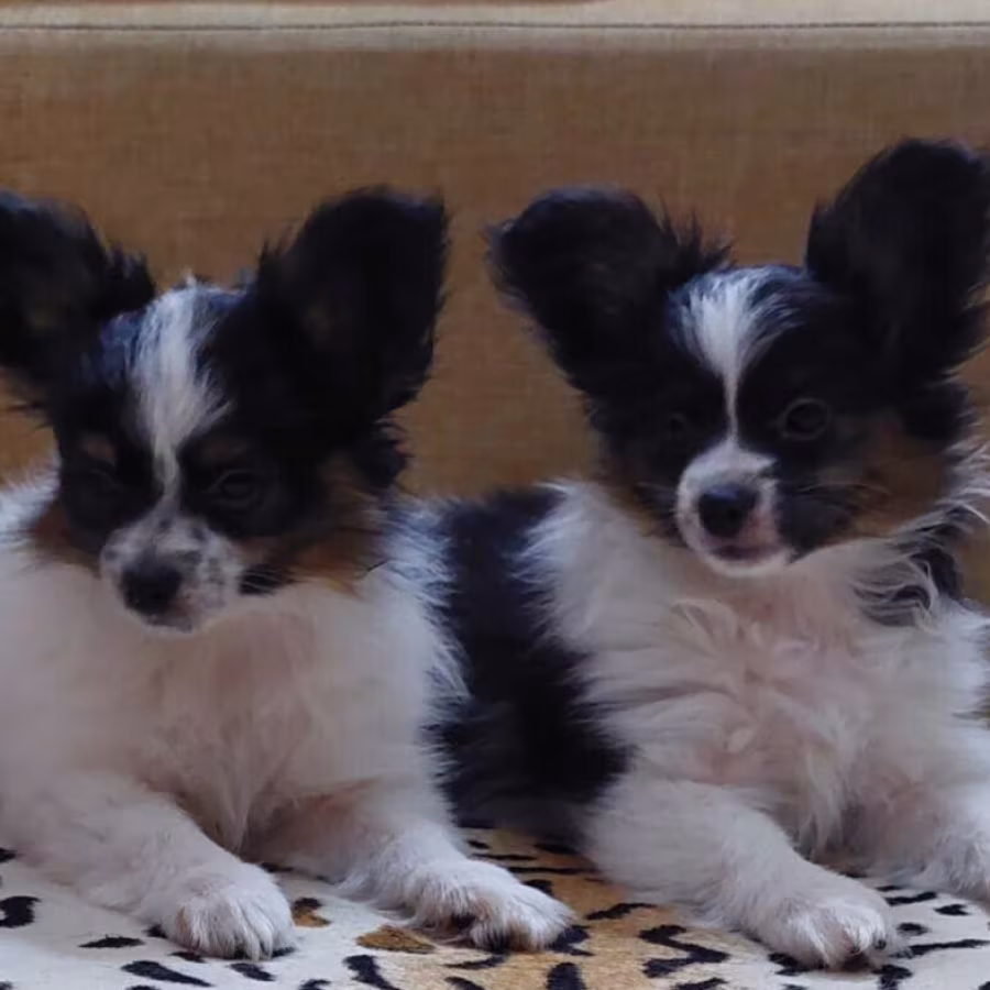 Papillon puppies for sale in Las Vegas, NV