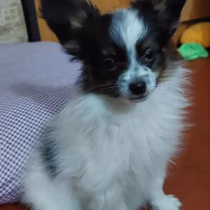 Papillon puppies for sale in Las Vegas, NV