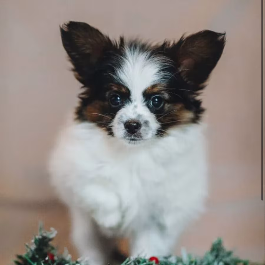 Male Papillon looking for a home in Chicago, IL