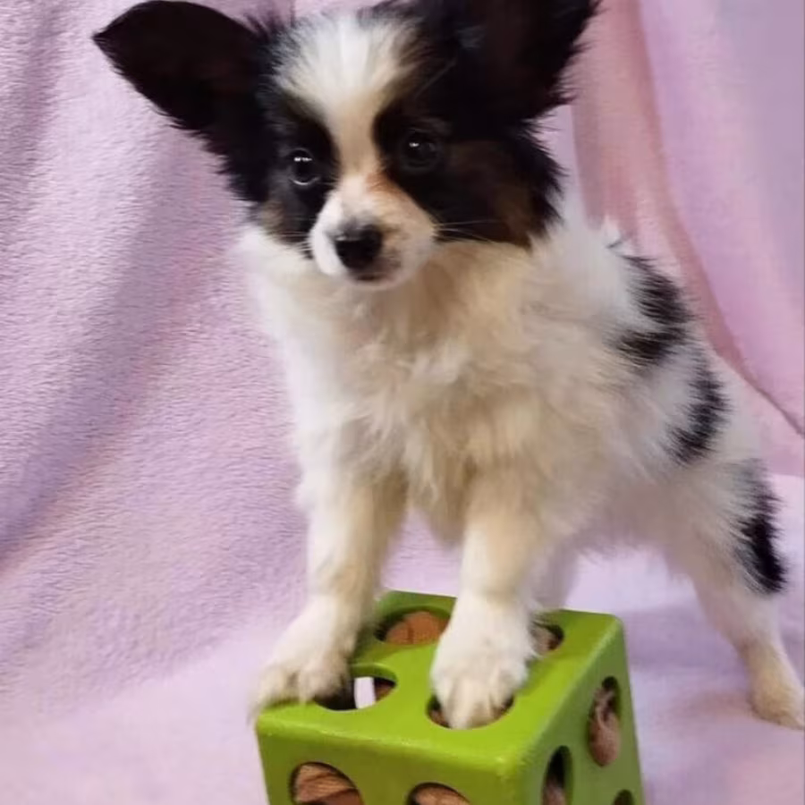 Male Papillon looking for a home in Chicago, IL
