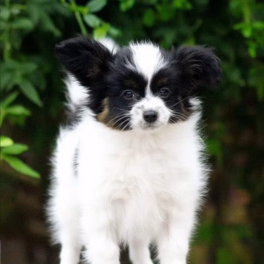 Black-and-white Papillon girl available in Milton, GA