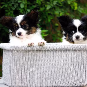 Black-and-white Papillon girl available in Milton, GA