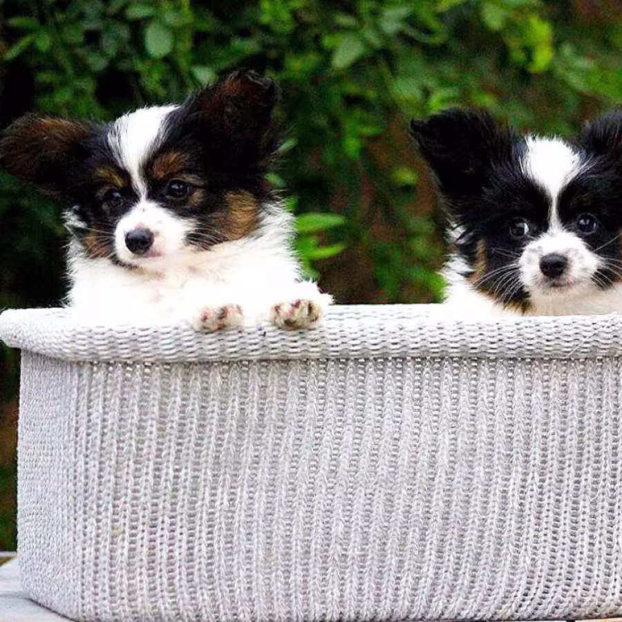 Black-and-white Papillon girl available in Milton, GA
