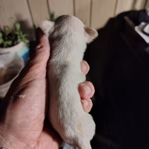 Adorabale White Female Chihuahua Puppy