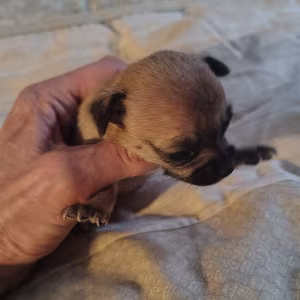 Brown Female Chihuahua puppy
