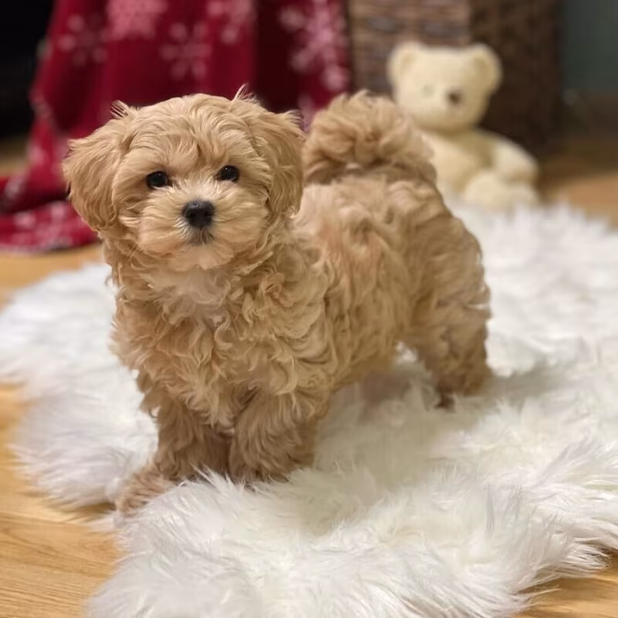 Adorable Maltipoo puppies