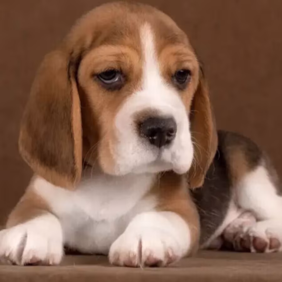 Beagle Female Puppy for Sale in Arizona (AZ)