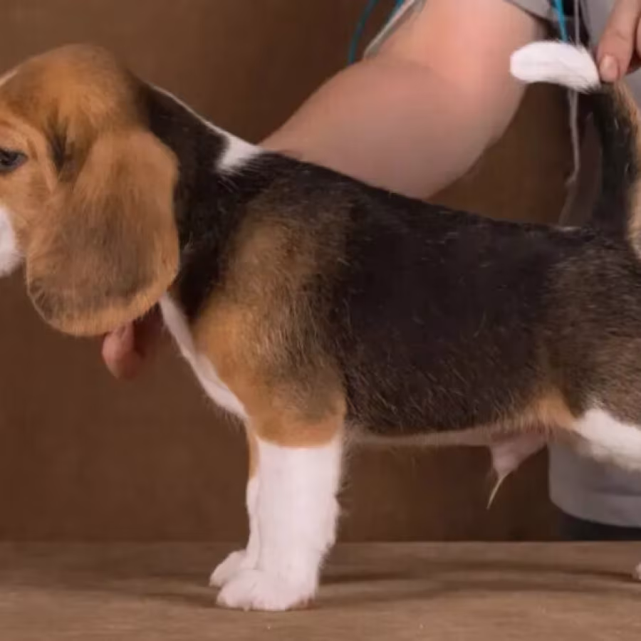 Beagle Female Puppy for Sale in Arizona (AZ)