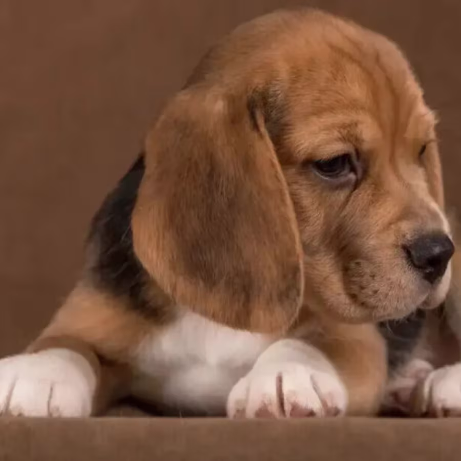 Beagle Female Puppy for Sale in Arizona (AZ)