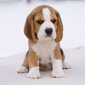 Beagle Puppies for Sale in California (CA)