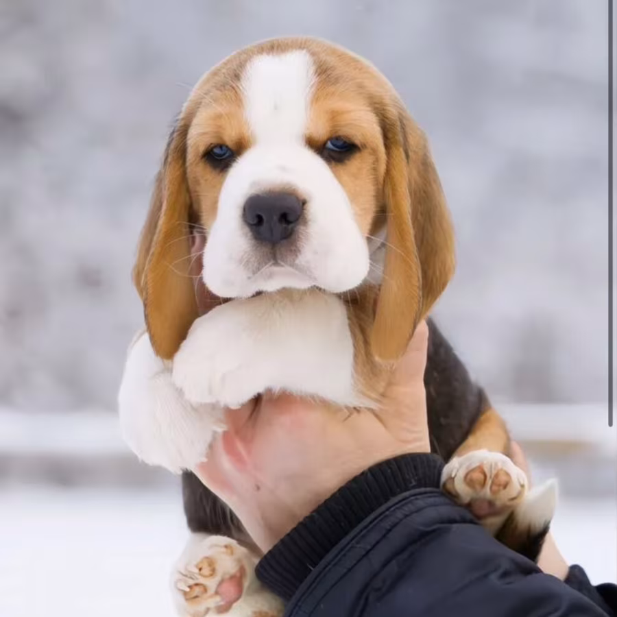 Beagle Puppies for Sale in California (CA)