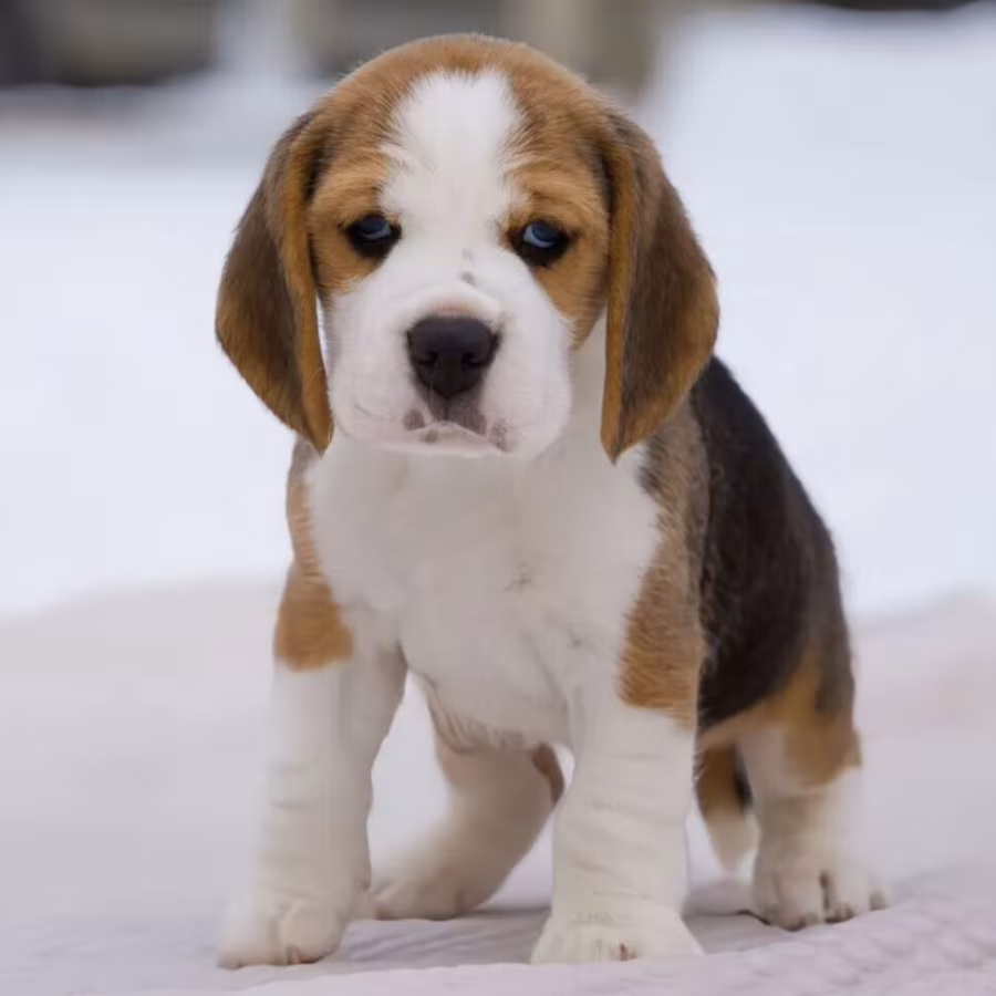 Beagle Puppies for Sale in California (CA)