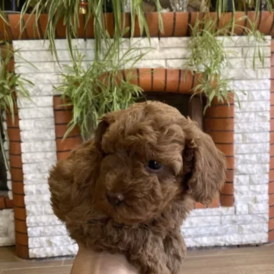 Toy Poodle puppies, 7 weeks old, Jackson (New Jersey)