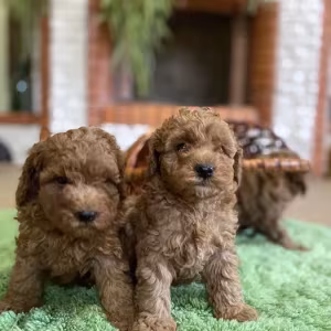Toy Poodle puppies, 7 weeks old, Jackson (New Jersey)