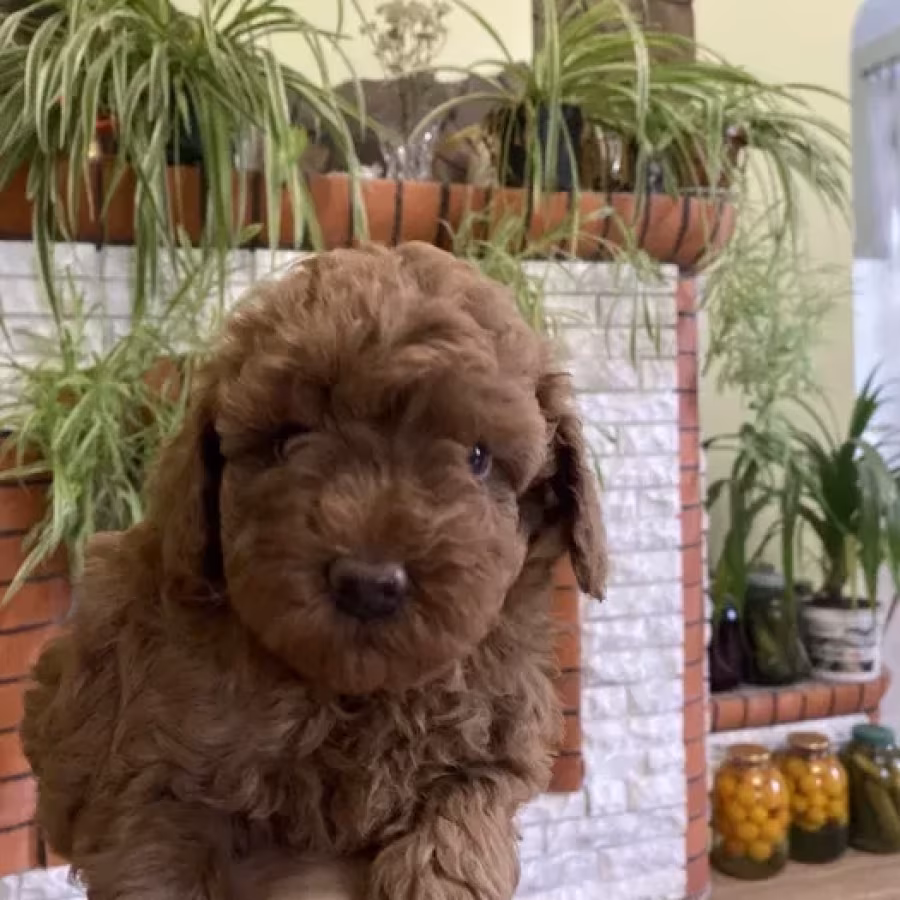 Toy Poodle puppies, 7 weeks old, Jackson (New Jersey)