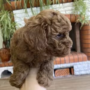 Toy Poodle puppies, 7 weeks old, Jackson (New Jersey)